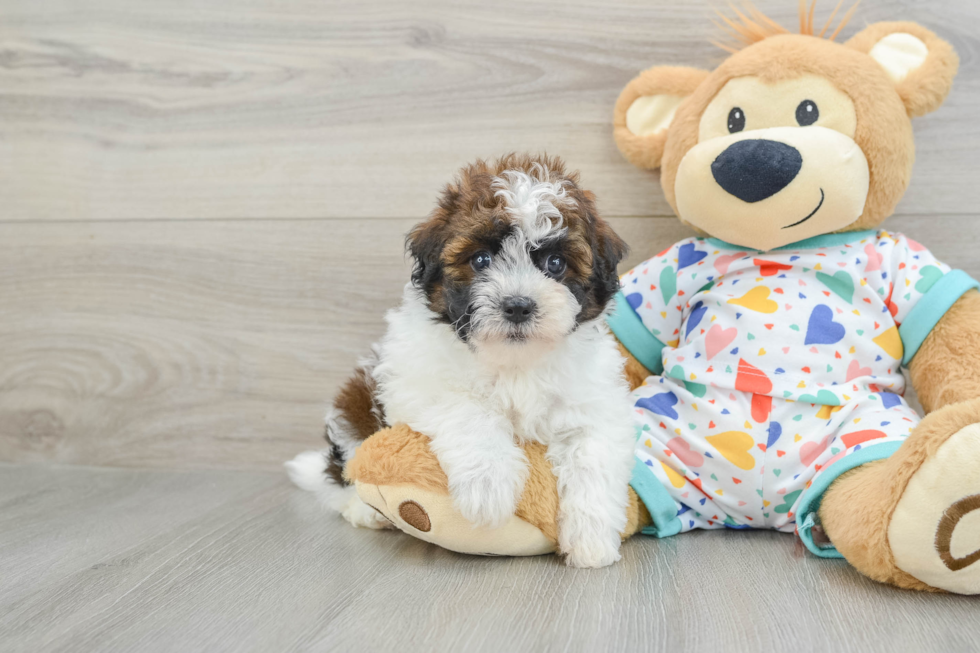 Happy Havapoo Baby