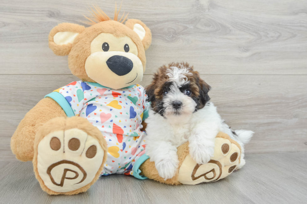 Havapoo Pup Being Cute