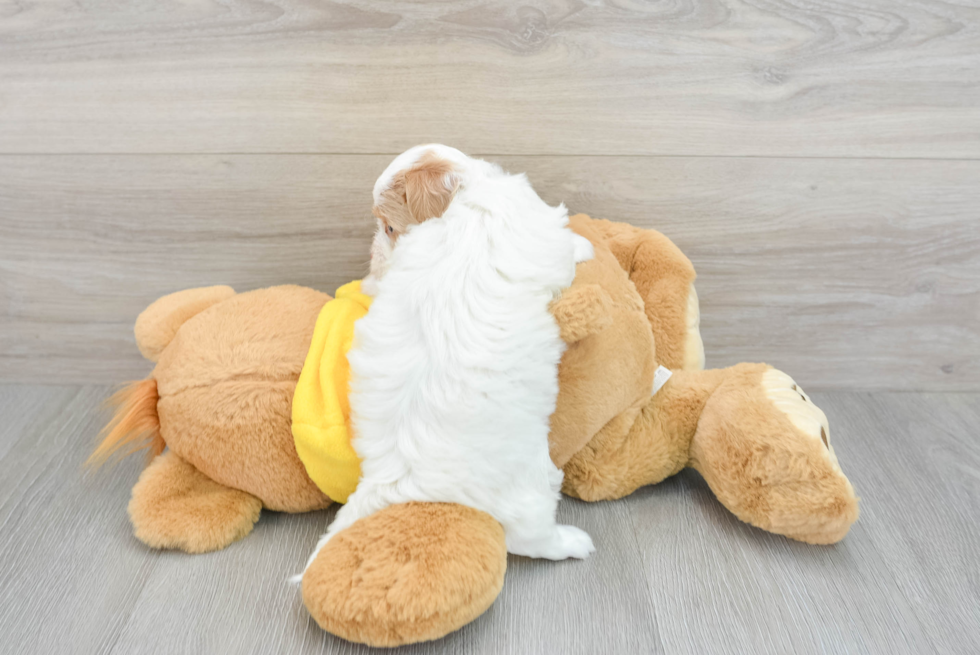 Smart Havapoo Poodle Mix Pup