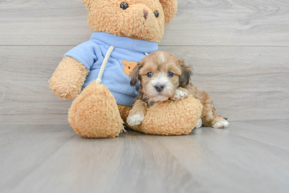 Popular Havapoo Poodle Mix Pup