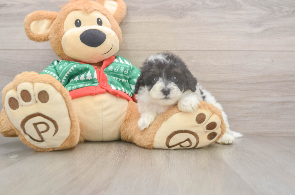 6 week old Havapoo Puppy For Sale - Premier Pups