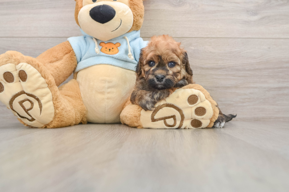 Playful Havadoodle Poodle Mix Puppy