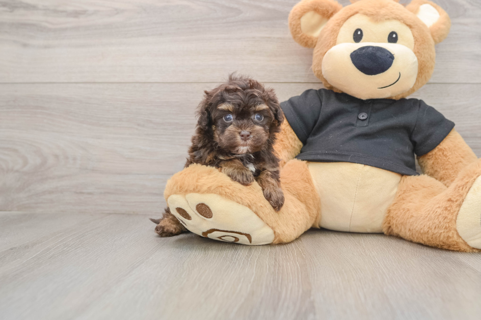 Sweet Havapoo Baby