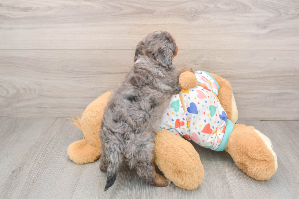 Little Havadoodle Poodle Mix Puppy