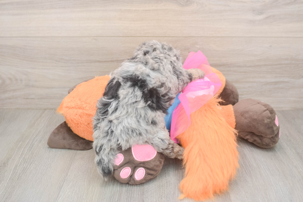 Little Havadoodle Poodle Mix Puppy