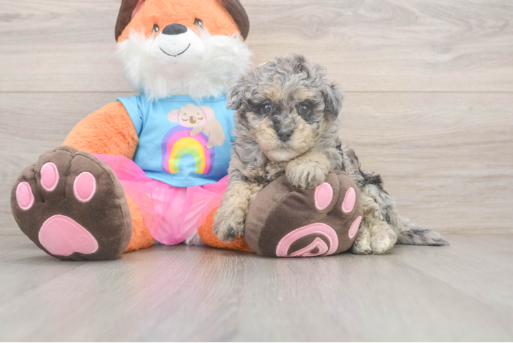 Havapoo Puppy for Adoption