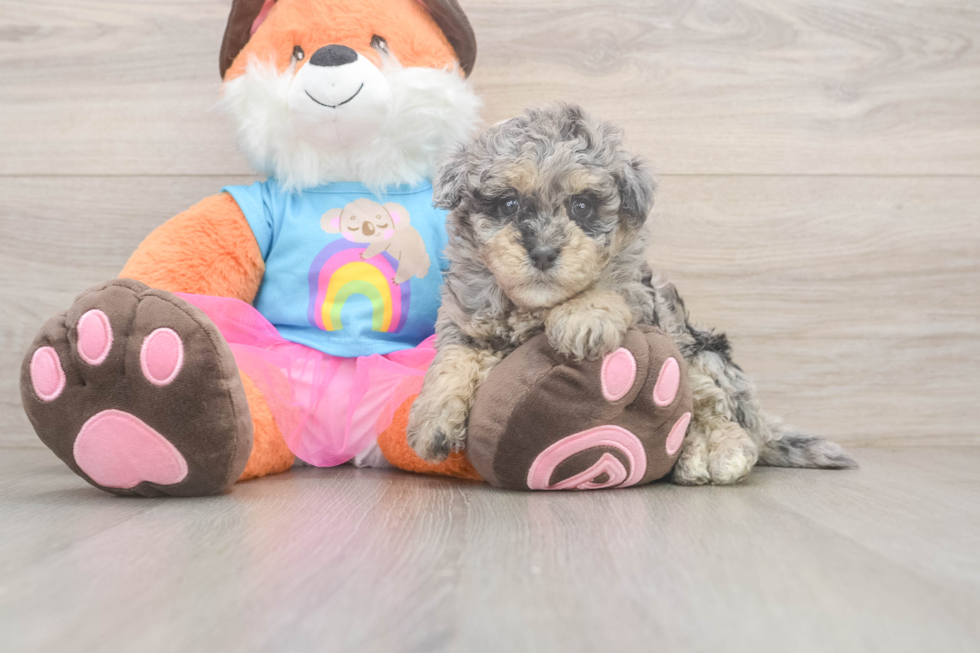 Havapoo Puppy for Adoption