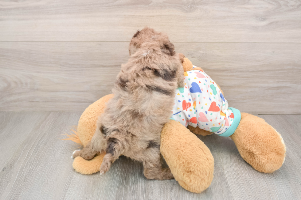 Funny Havapoo Poodle Mix Pup