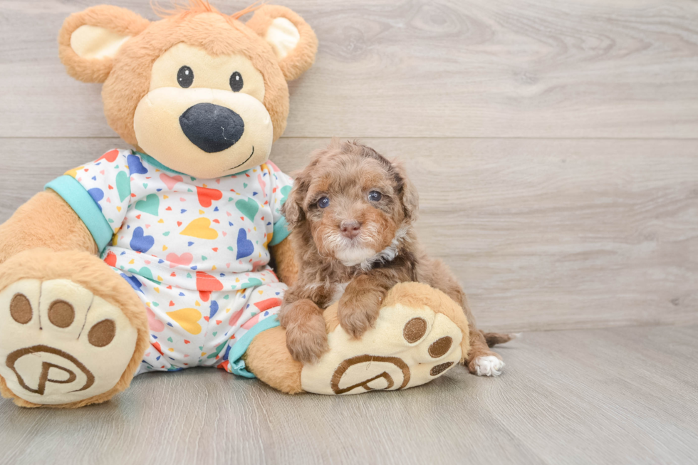 Havapoo Puppy for Adoption