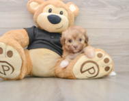 7 week old Havapoo Puppy For Sale - Premier Pups