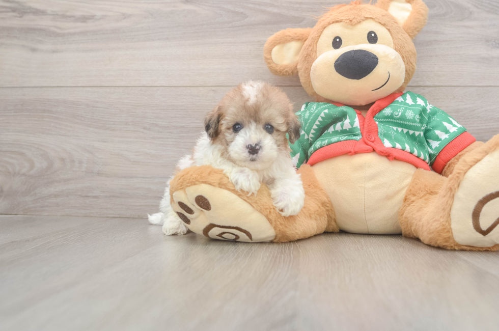 6 week old Havapoo Puppy For Sale - Premier Pups