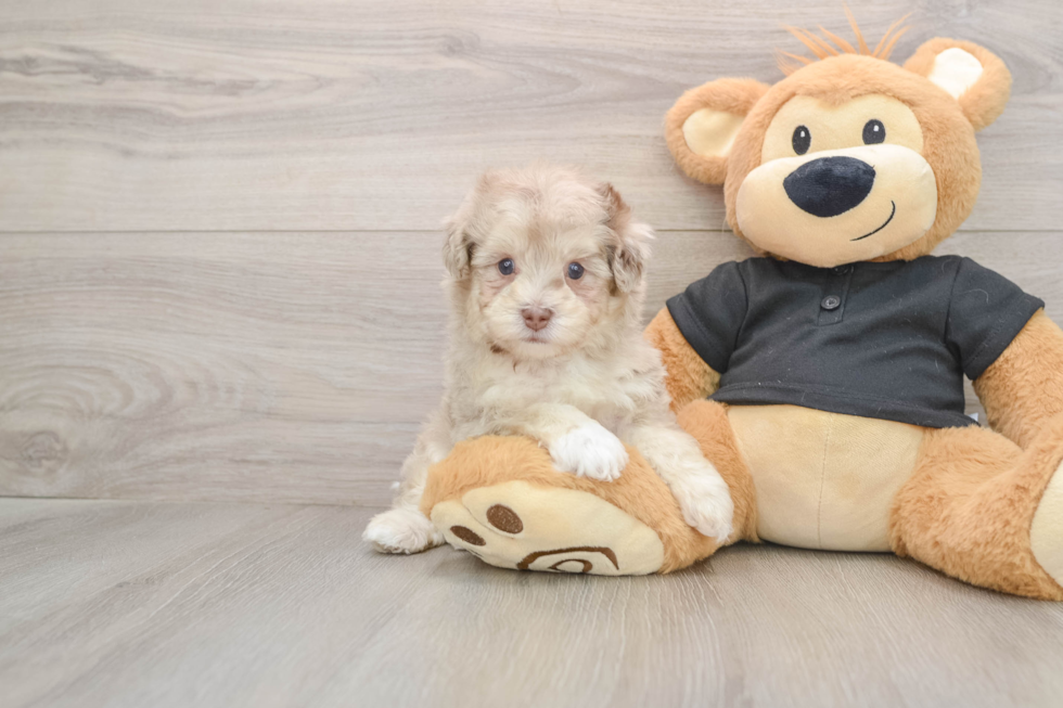 Playful Havadoodle Poodle Mix Puppy