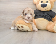 7 week old Havapoo Puppy For Sale - Premier Pups