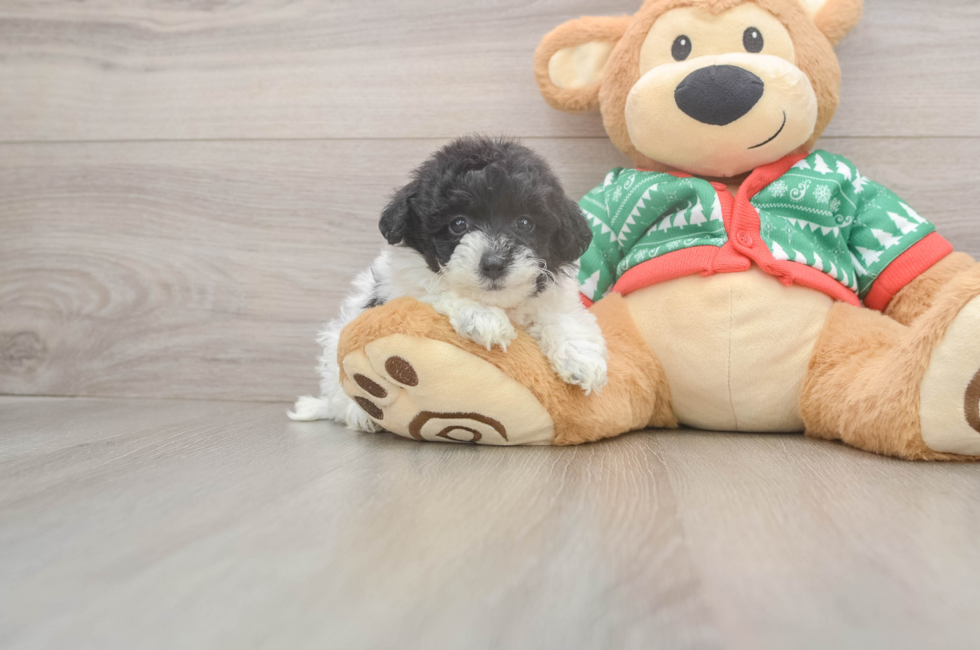 6 week old Havapoo Puppy For Sale - Premier Pups