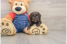 Funny Havapoo Poodle Mix Pup