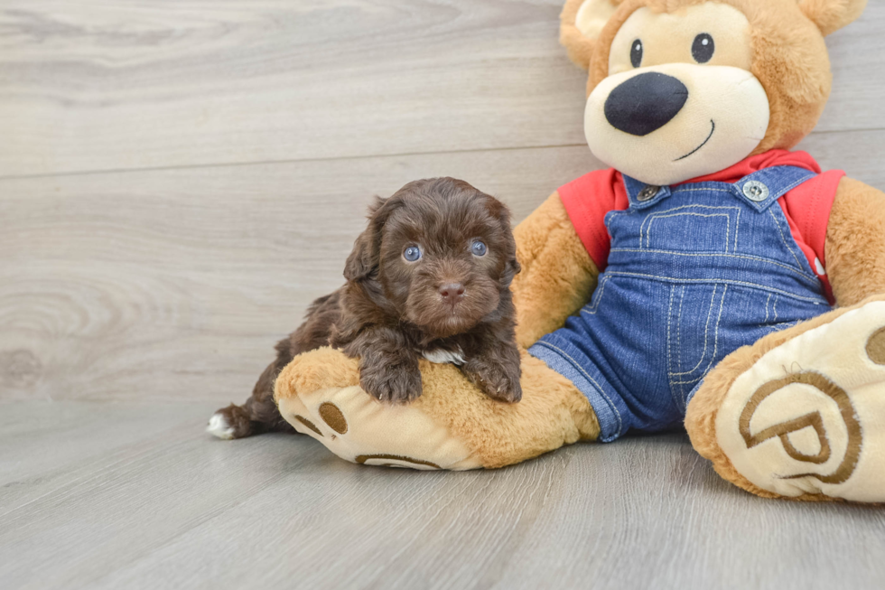 Havapoo Puppy for Adoption