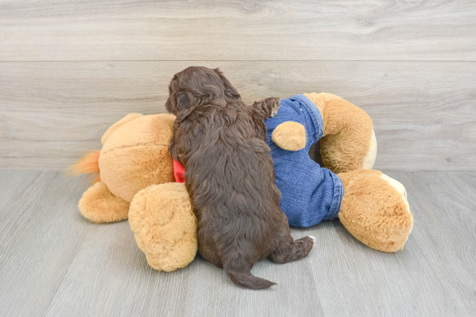 Havapoo Pup Being Cute