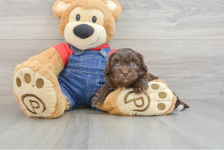 Little Havadoodle Poodle Mix Puppy