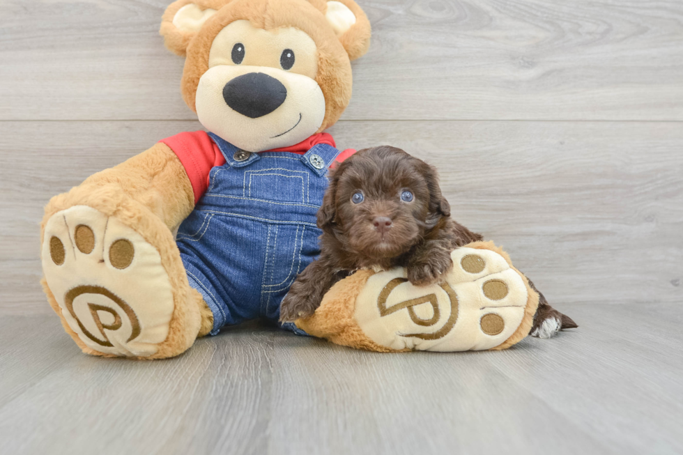 Little Havadoodle Poodle Mix Puppy