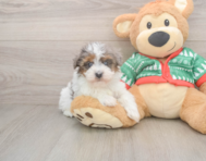 6 week old Havapoo Puppy For Sale - Premier Pups