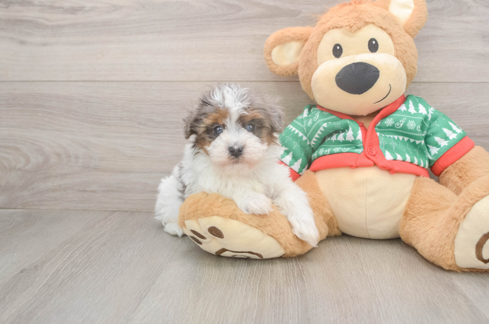6 week old Havapoo Puppy For Sale - Premier Pups