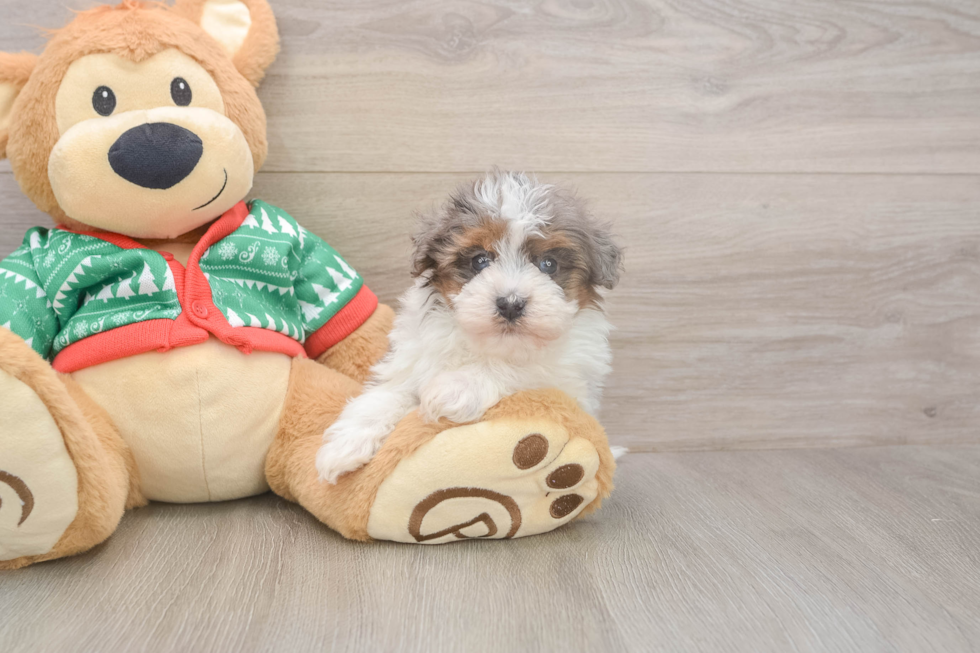 Havapoo Puppy for Adoption