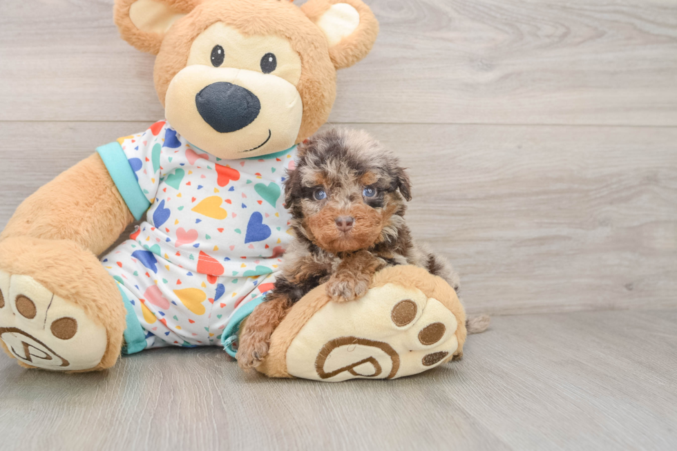 Hypoallergenic Havadoodle Poodle Mix Puppy