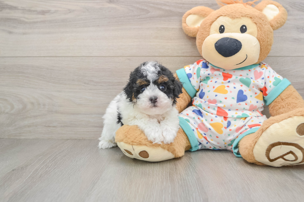 Energetic Havadoodle Poodle Mix Puppy