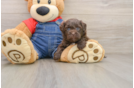 Playful Havadoodle Poodle Mix Puppy