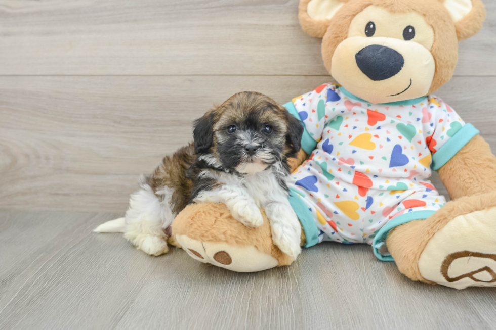 Havapoo Pup Being Cute