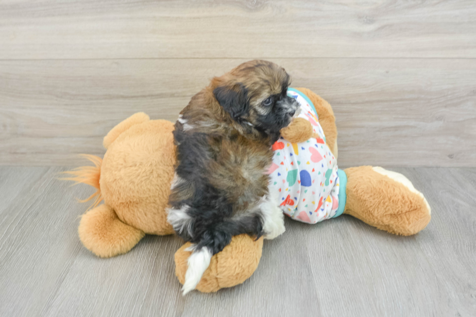 Hypoallergenic Havadoodle Poodle Mix Puppy