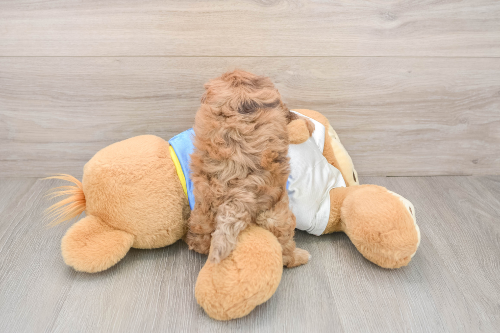 Havapoo Puppy for Adoption