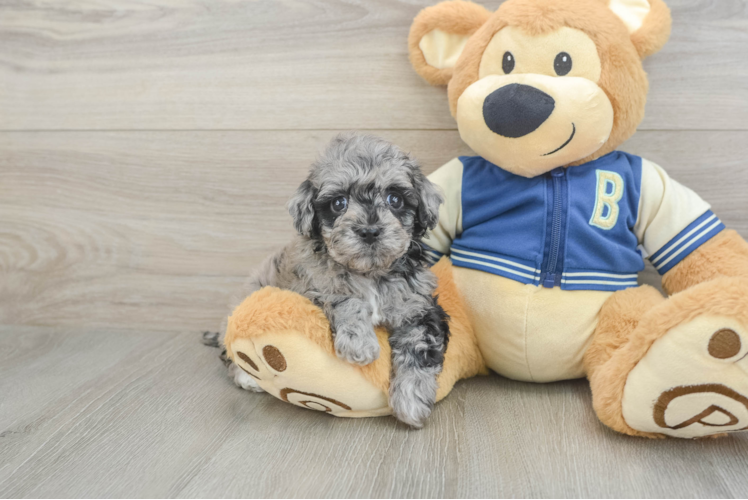 Havapoo Puppy for Adoption