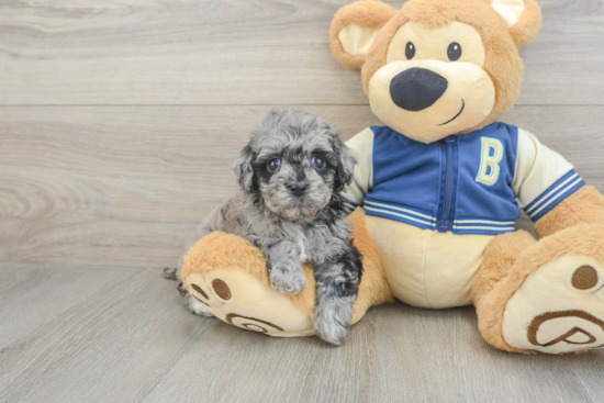 Havapoo Puppy for Adoption