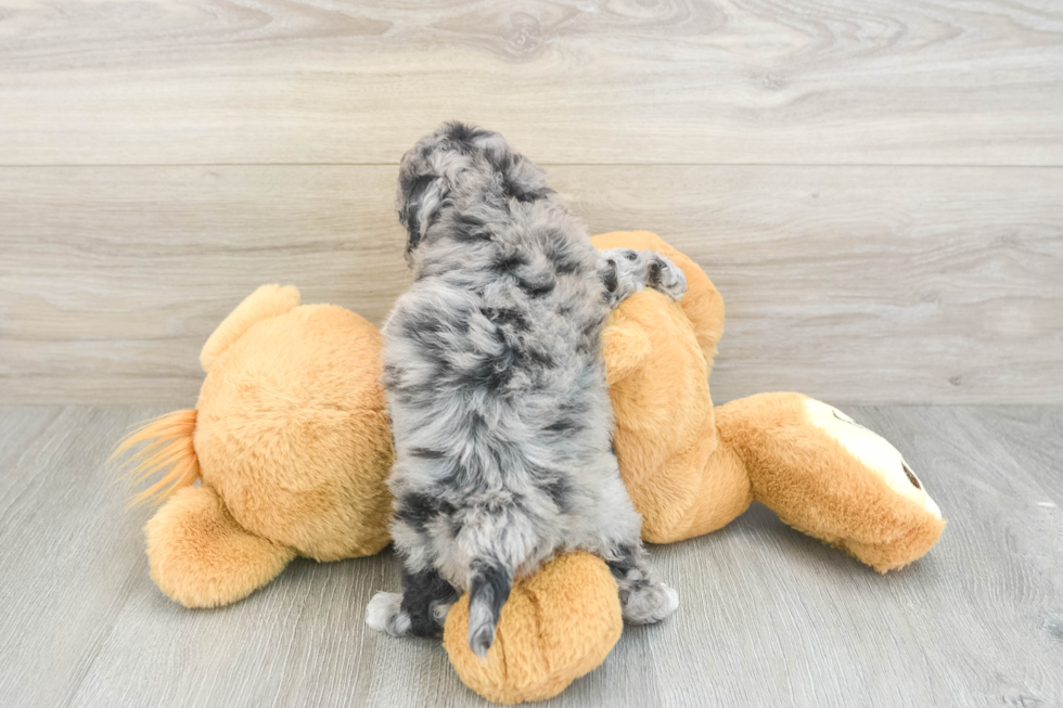 Popular Havapoo Poodle Mix Pup