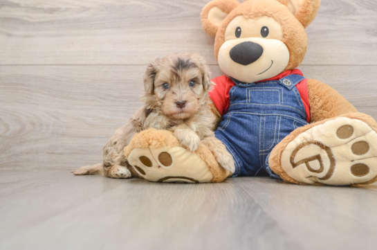 Havapoo Puppy for Adoption