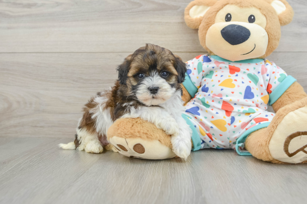 Havapoo Pup Being Cute