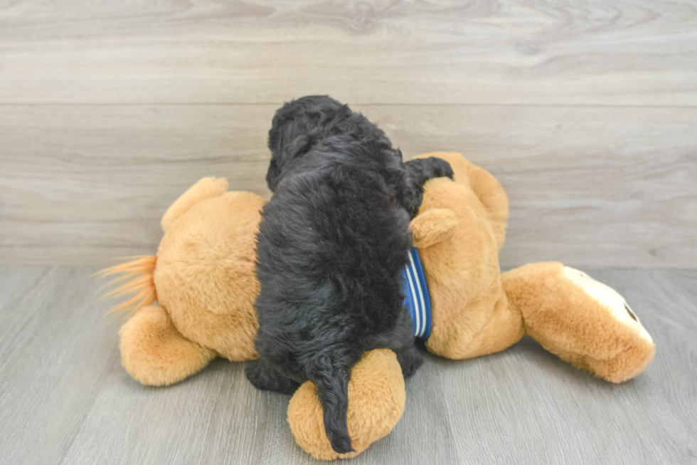 Havapoo Pup Being Cute