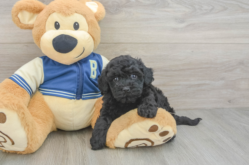 Popular Havapoo Poodle Mix Pup