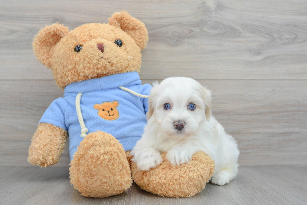 Energetic Havadoodle Poodle Mix Puppy
