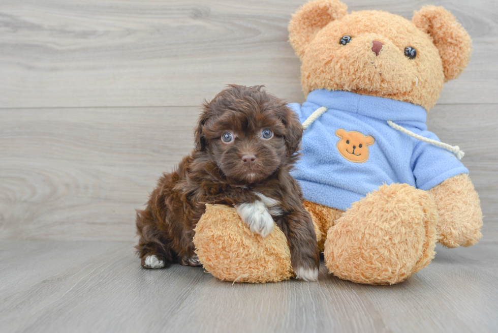 Havapoo Puppy for Adoption