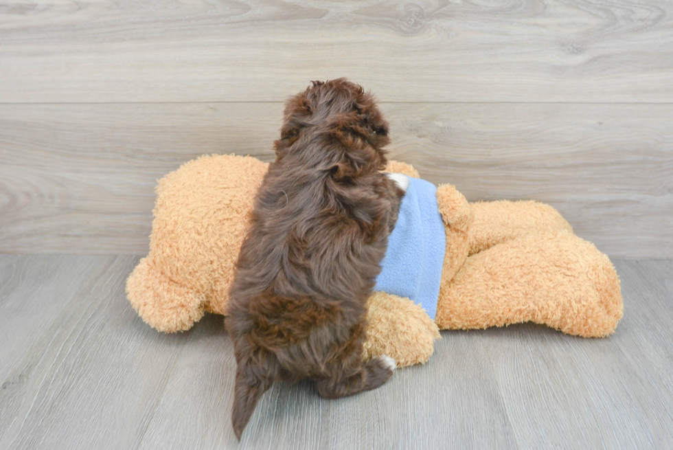 Funny Havapoo Poodle Mix Pup