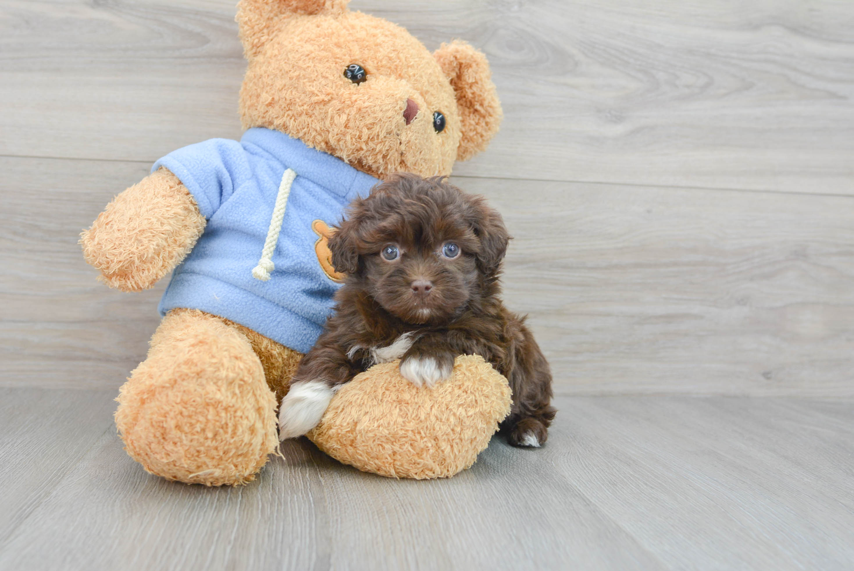Havapoo Puppy for Adoption