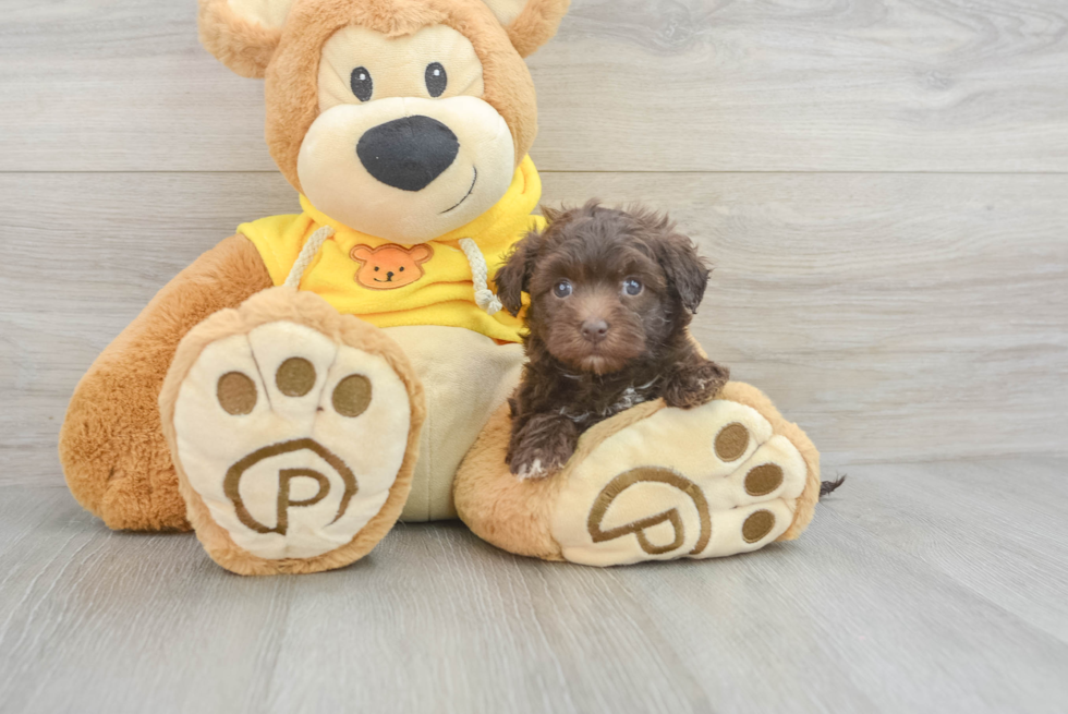 Havapoo Puppy for Adoption