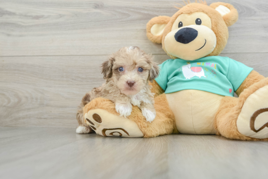 Smart Havapoo Poodle Mix Pup