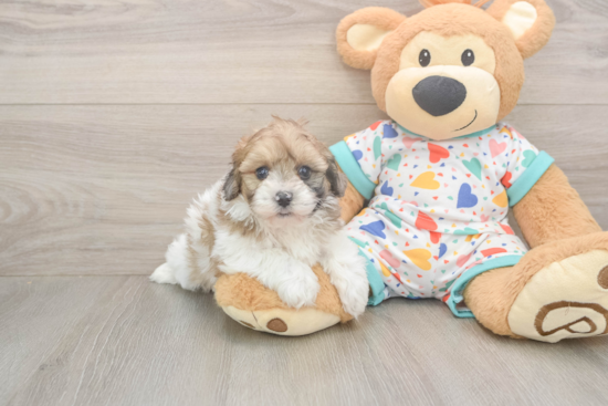 Playful Havadoodle Poodle Mix Puppy