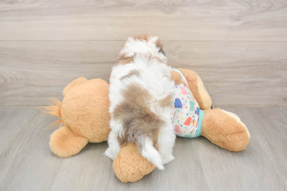 Popular Havapoo Poodle Mix Pup