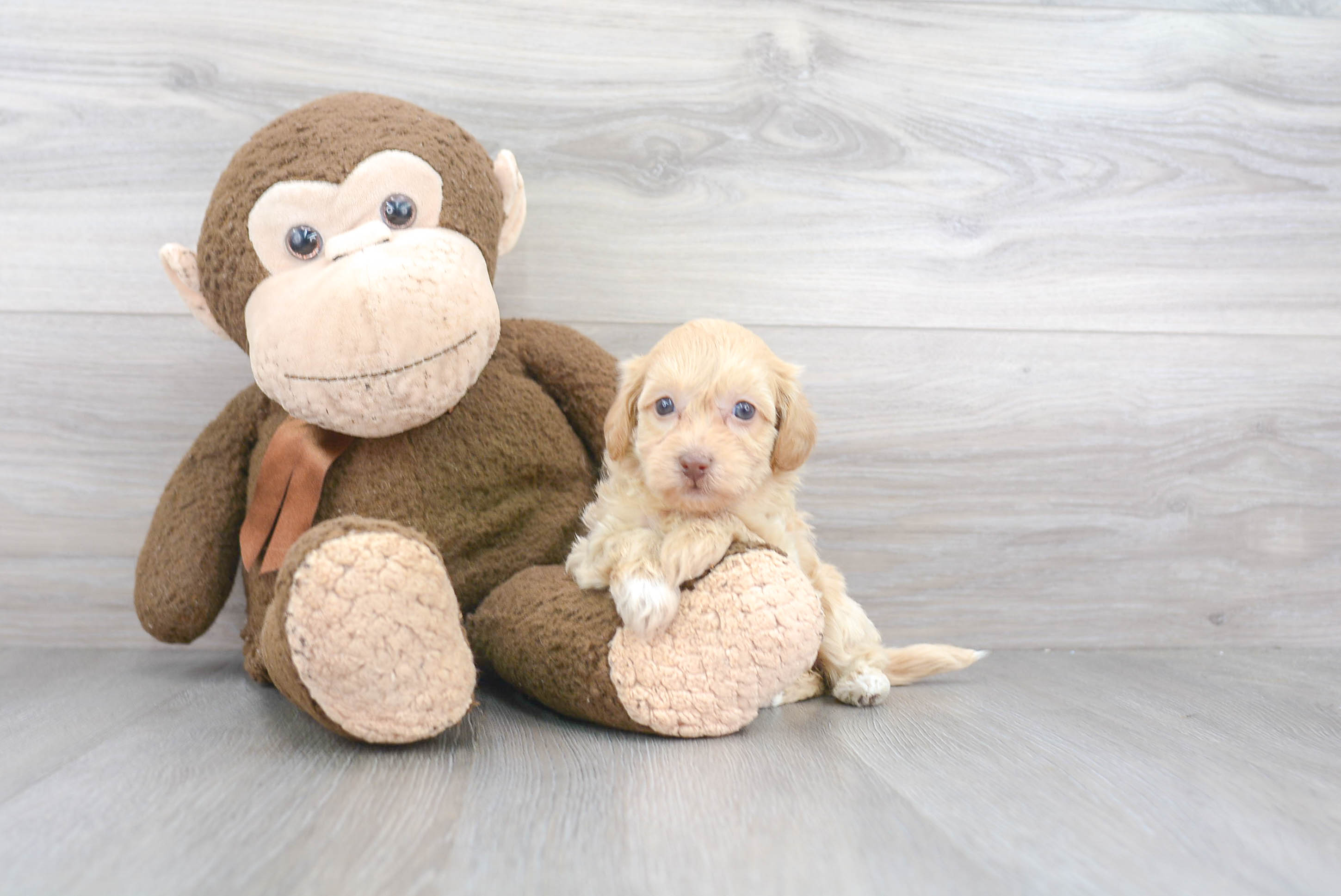 Cute Havapoo Baby