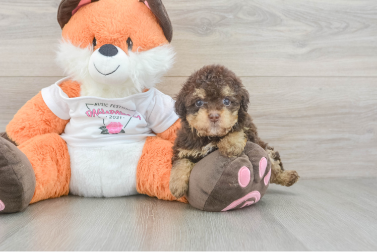 Havapoo Pup Being Cute