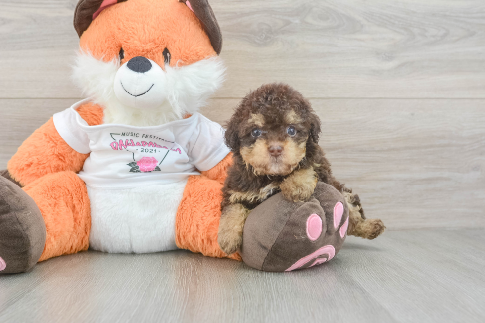 Havapoo Pup Being Cute